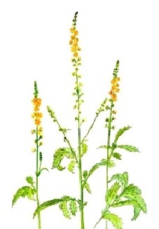 Agrimony - Bachovy esence - Zdenka Pavková