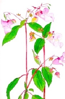 Impatiens - Bachovy esence - Zdenka Pavková