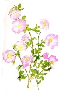 Wild Rose - Bachovy esence - Zdenka Pavková